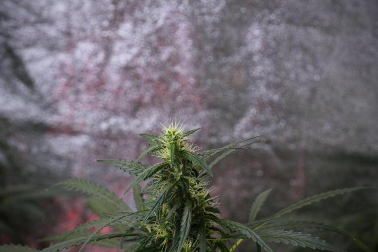 Pheno B Black Diamont Auto By Zamnesia. Week 8 - Pheno B Black Diamont Auto