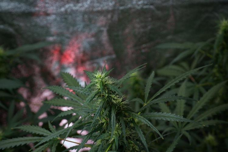 Pheno B Black Diamont Auto By Zamnesia. Week 8 - Pheno B Black Diamont Auto