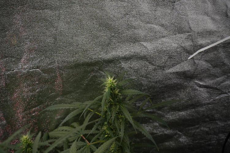 Pheno B Black Diamont Auto By Zamnesia. Week 8 - Pheno B Black Diamont Auto