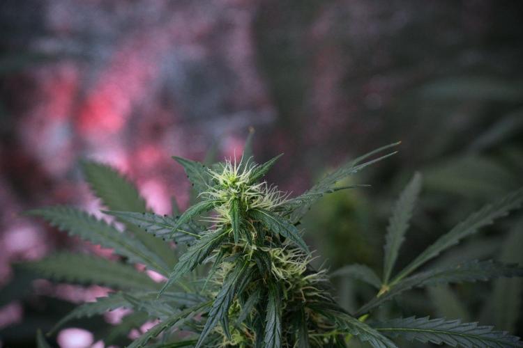 Pheno B Black Diamont Auto By Zamnesia. Week 8 - Pheno B Black Diamont Auto