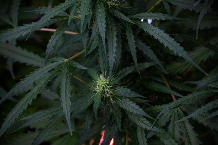 Pheno B Black Diamont Auto By Zamnesia. Week 8 - Pheno B Black Diamont Auto