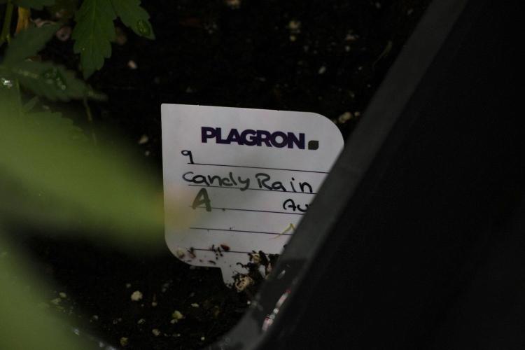 Candy Rain Auto By Zamnesia. Week 8 - Candy Rain Auto
