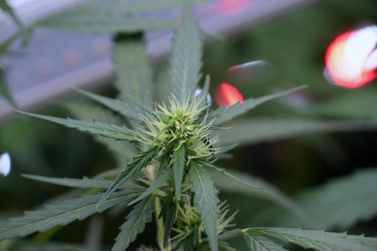 Candy Rain Auto By Zamnesia. Week 8 - Candy Rain Auto