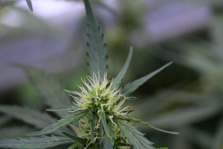 Candy Rain Auto By Zamnesia. Week 8 - Candy Rain Auto