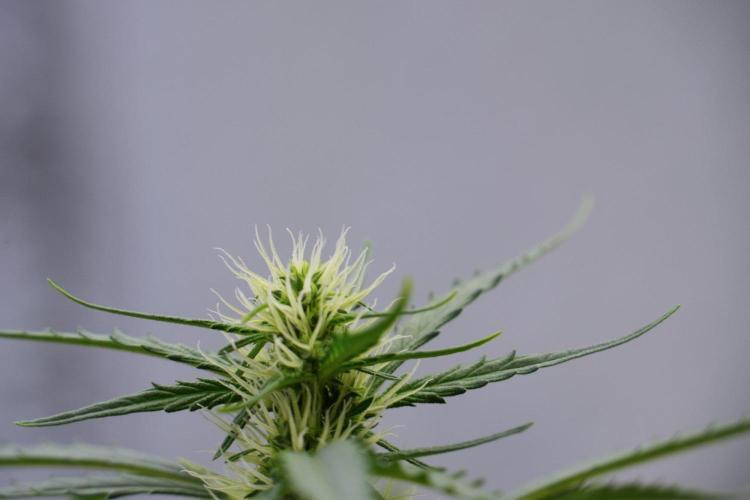 Candy Rain Auto By Zamnesia. Week 8 - Candy Rain Auto