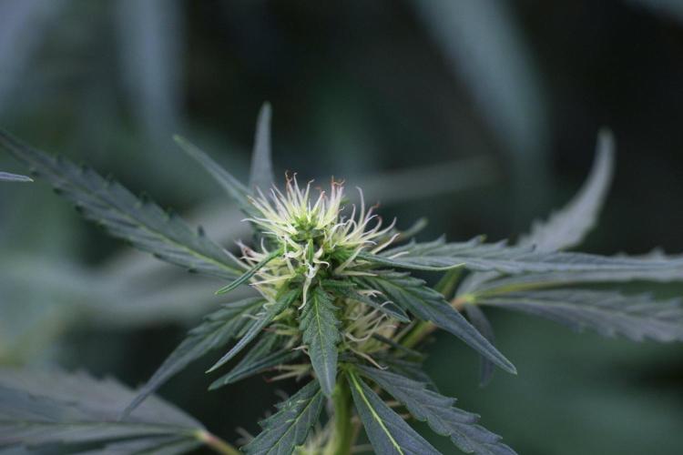 Candy Rain Auto By Zamnesia. Week 8 - Candy Rain Auto
