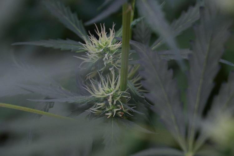 Candy Rain Auto By Zamnesia. Week 8 - Candy Rain Auto