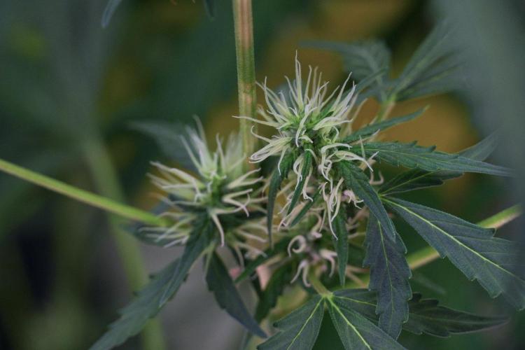 Candy Rain Auto By Zamnesia. Week 8 - Candy Rain Auto