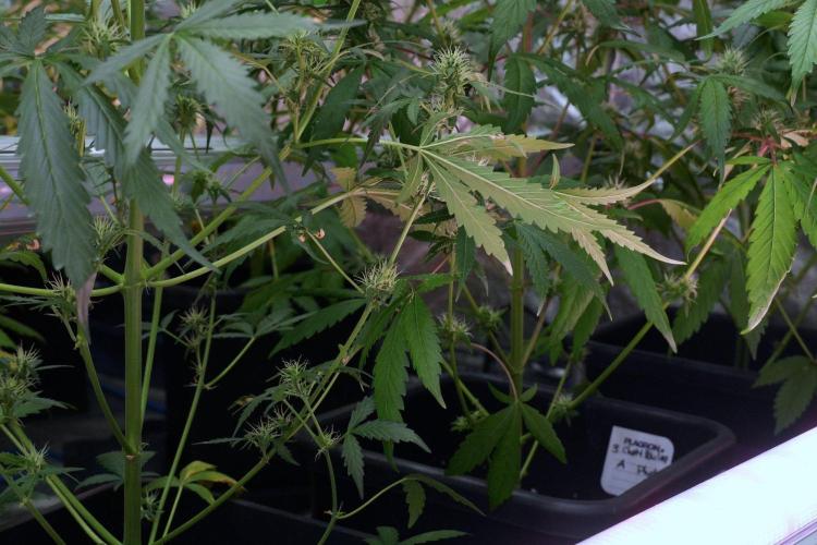 Candy Rain Auto By Zamnesia. Week 8 - Candy Rain Auto