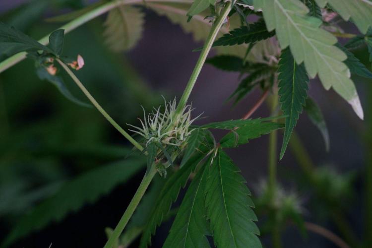 Candy Rain Auto By Zamnesia. Week 8 - Candy Rain Auto