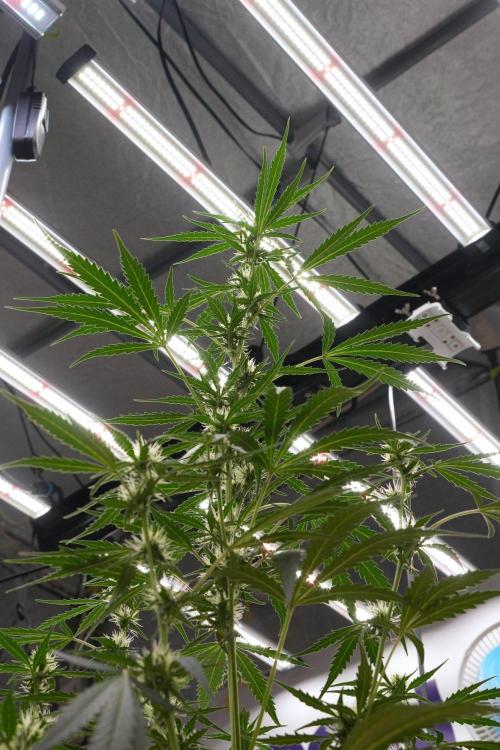 Candy Rain Auto By Zamnesia. Week 8 - Candy Rain Auto