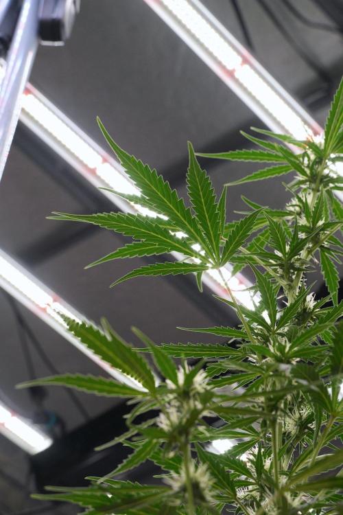 Candy Rain Auto By Zamnesia. Week 8 - Candy Rain Auto