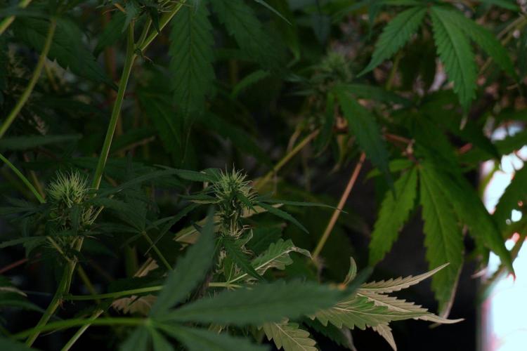 Candy Rain Auto By Zamnesia. Week 8 - Candy Rain Auto