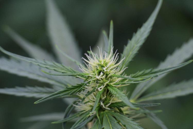 Candy Rain Auto By Zamnesia. Week 8 - Candy Rain Auto