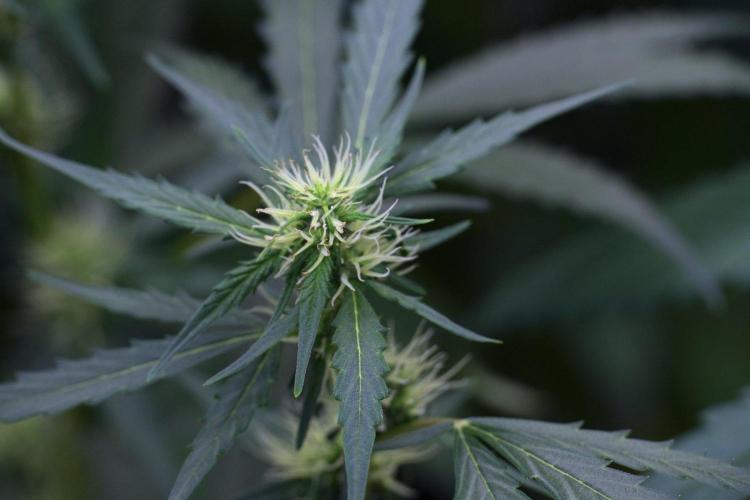 Candy Rain Auto By Zamnesia. Week 8 - Candy Rain Auto