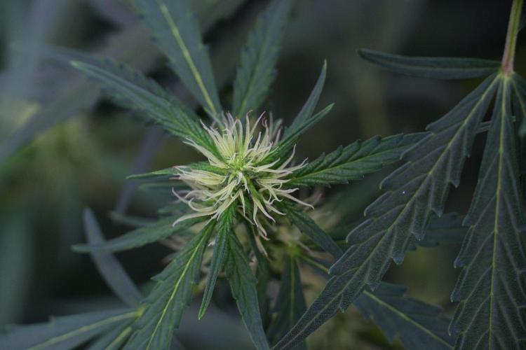 Candy Rain Auto By Zamnesia. Week 8 - Candy Rain Auto