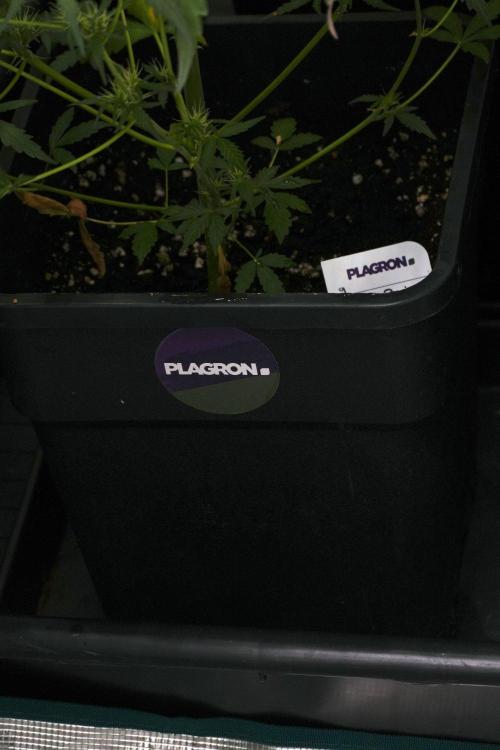 Candy Rain Auto By Zamnesia. Week 8 - Candy Rain Auto