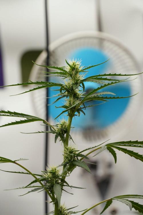 Candy Rain Auto By Zamnesia. Week 8 - Candy Rain Auto