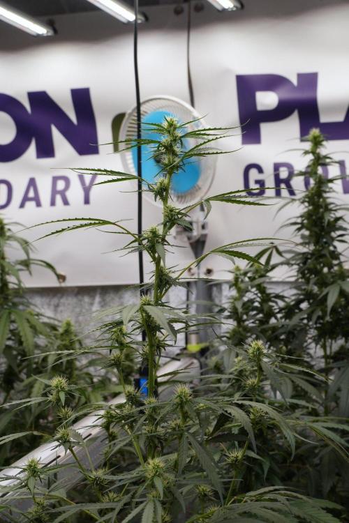Candy Rain Auto By Zamnesia. Week 8 - Candy Rain Auto