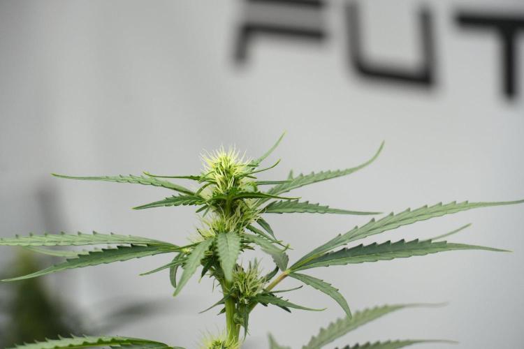 Candy Rain Auto By Zamnesia. Week 8 - Candy Rain Auto
