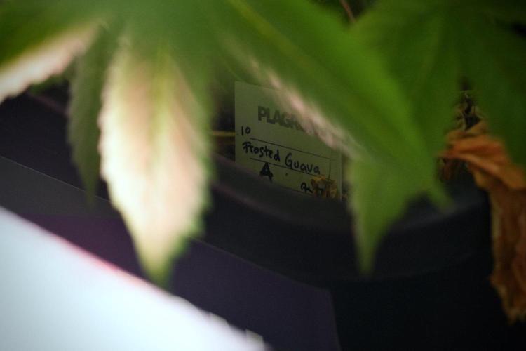 Frosted Guava Auto By Zamnesia Pheno A. Week 8 - Frosted Guava Auto  Pheno A