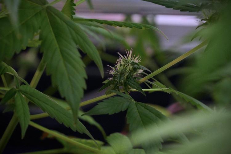 Frosted Guava Auto By Zamnesia Pheno A. Week 8 - Frosted Guava Auto  Pheno A