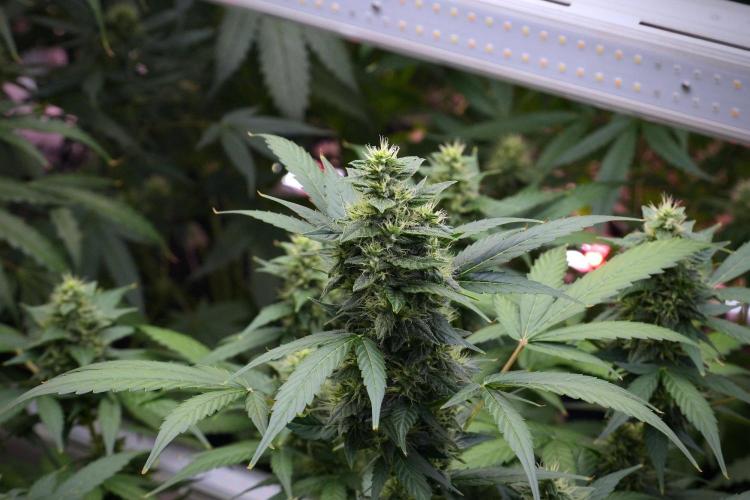 Frosted Guava Auto By Zamnesia Pheno A. Week 8 - Frosted Guava Auto  Pheno A