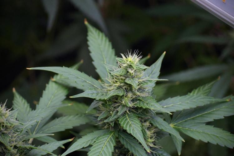 Frosted Guava Auto By Zamnesia Pheno A. Week 8 - Frosted Guava Auto  Pheno A