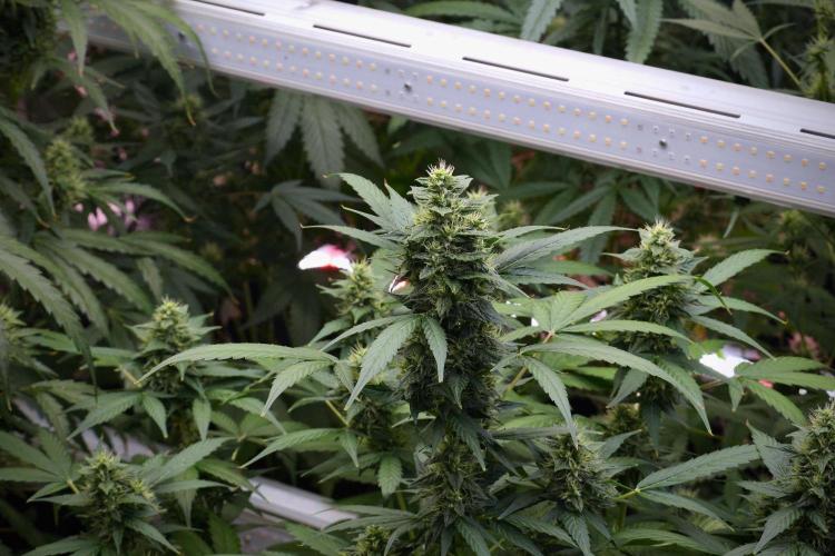 Frosted Guava Auto By Zamnesia Pheno A. Week 8 - Frosted Guava Auto  Pheno A
