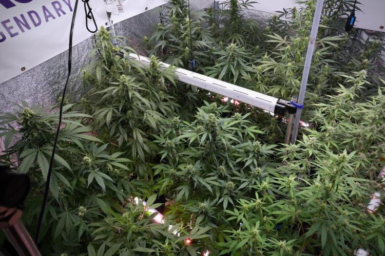 Frosted Guava Auto By Zamnesia Pheno A. Week 8 - Frosted Guava Auto  Pheno A