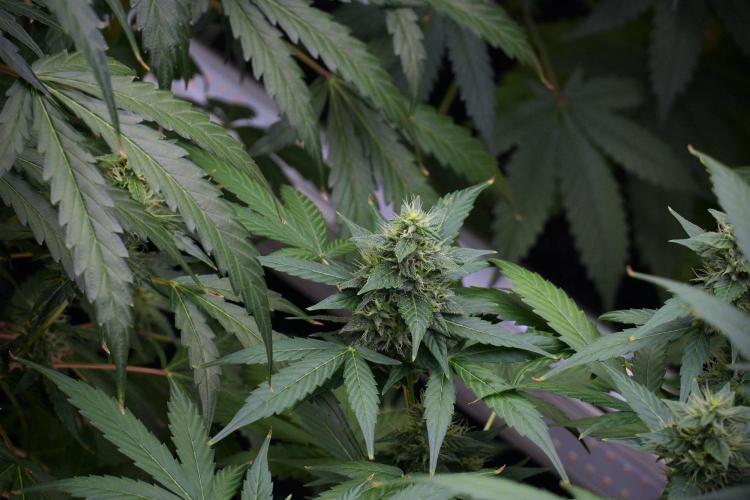 Frosted Guava Auto By Zamnesia Pheno A. Week 8 - Frosted Guava Auto  Pheno A