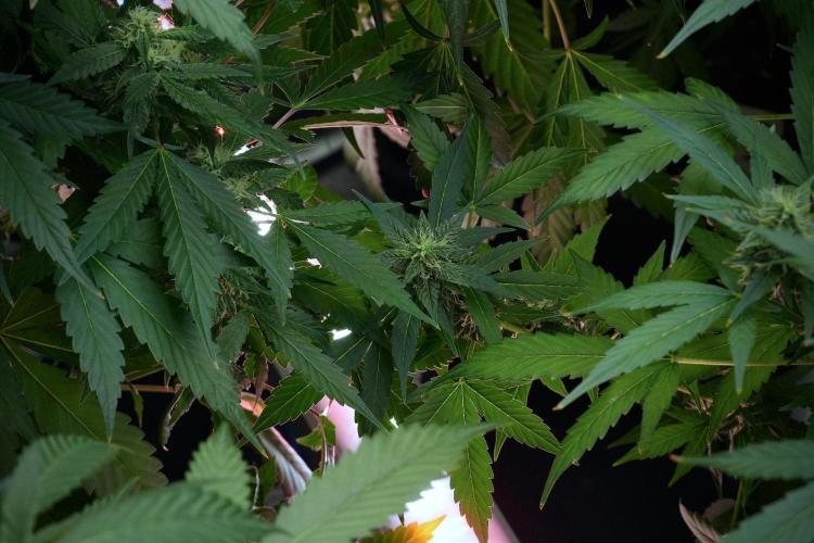 Frosted Guava Auto By Zamnesia Pheno A. Week 8 - Frosted Guava Auto  Pheno A
