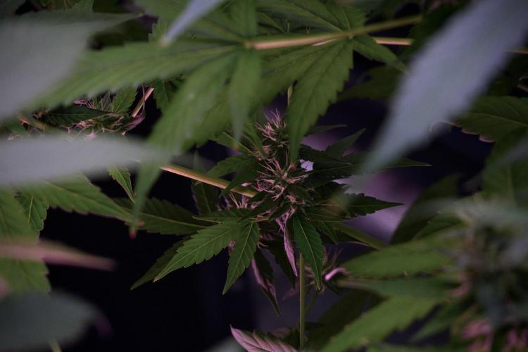 Frosted Guava Auto By Zamnesia Pheno A. Week 8 - Frosted Guava Auto  Pheno A