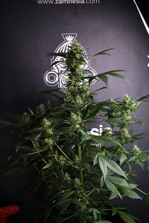 Pheno B Frosted Guava Auto By Zamnesia. Week 8 - Pheno B Frosted Guava Auto