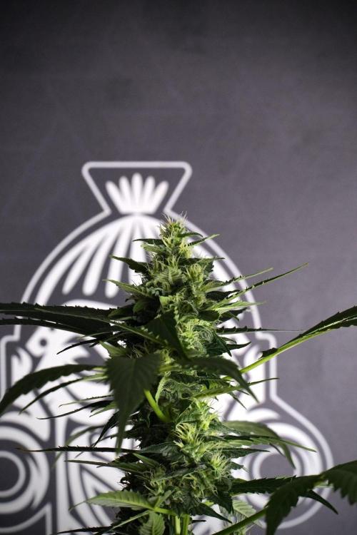 Pheno B Frosted Guava Auto By Zamnesia. Week 8 - Pheno B Frosted Guava Auto