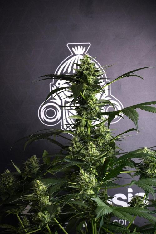 Pheno B Frosted Guava Auto By Zamnesia. Week 8 - Pheno B Frosted Guava Auto