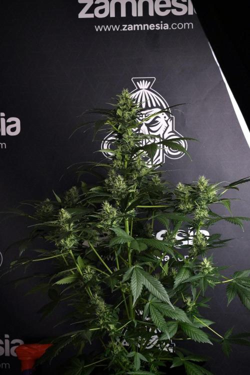 Pheno B Frosted Guava Auto By Zamnesia. Week 8 - Pheno B Frosted Guava Auto