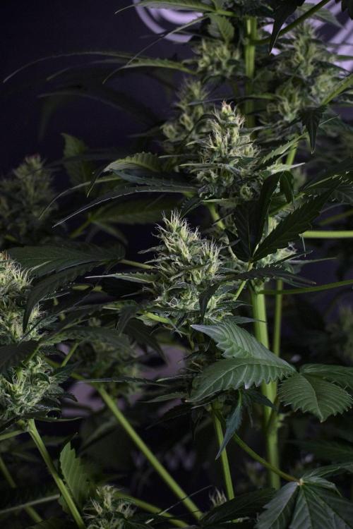 Pheno B Frosted Guava Auto By Zamnesia. Week 8 - Pheno B Frosted Guava Auto