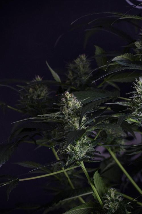Pheno B Frosted Guava Auto By Zamnesia. Week 8 - Pheno B Frosted Guava Auto