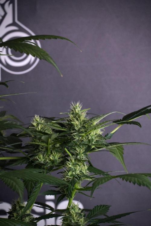 Pheno B Frosted Guava Auto By Zamnesia. Week 8 - Pheno B Frosted Guava Auto