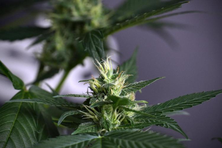 Pheno B Frosted Guava Auto By Zamnesia. Week 8 - Pheno B Frosted Guava Auto