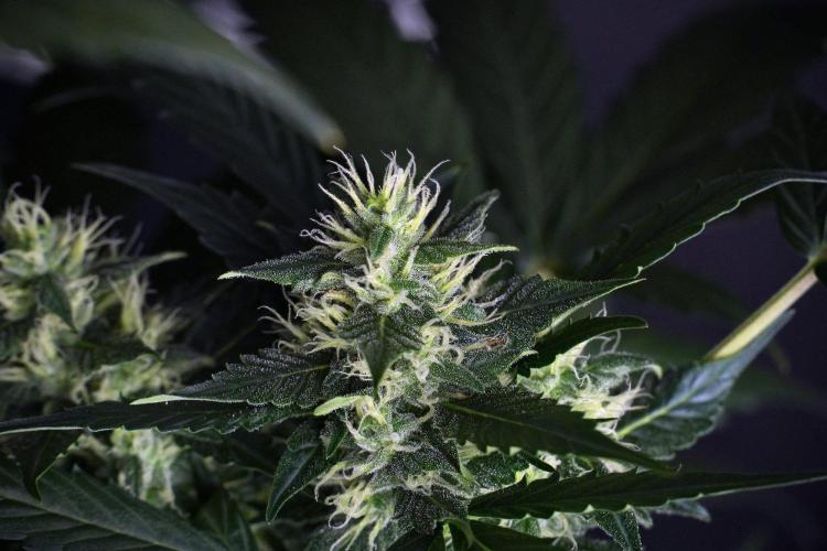 Pheno B Frosted Guava Auto By Zamnesia. Week 8 - Pheno B Frosted Guava Auto