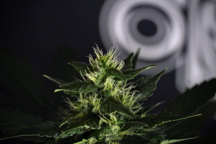 Pheno B Frosted Guava Auto By Zamnesia. Week 8 - Pheno B Frosted Guava Auto