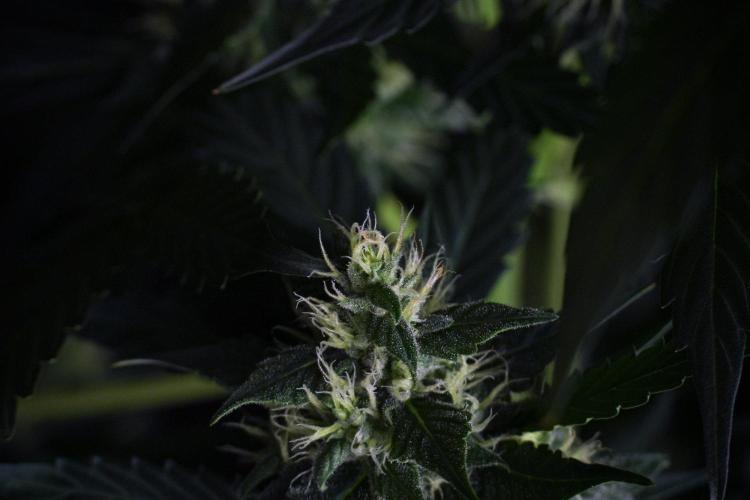 Pheno B Frosted Guava Auto By Zamnesia. Week 8 - Pheno B Frosted Guava Auto