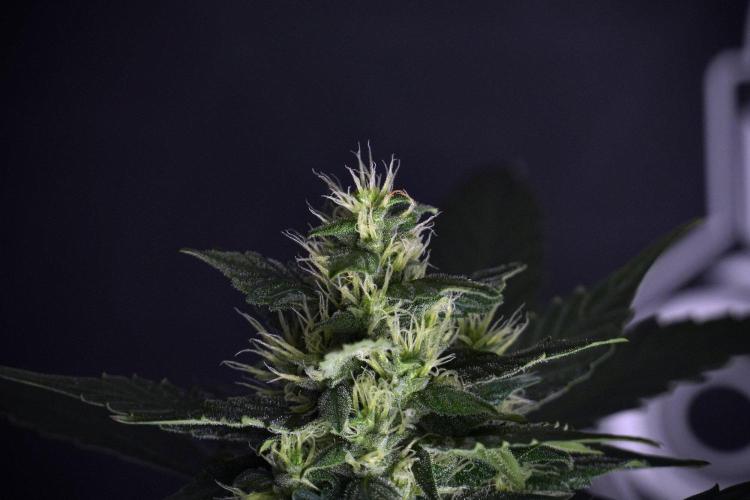 Pheno B Frosted Guava Auto By Zamnesia. Week 8 - Pheno B Frosted Guava Auto