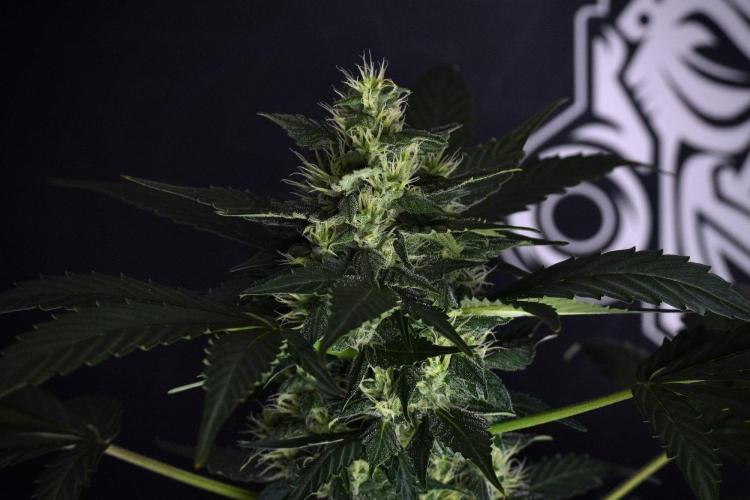 Pheno B Frosted Guava Auto By Zamnesia. Week 8 - Pheno B Frosted Guava Auto