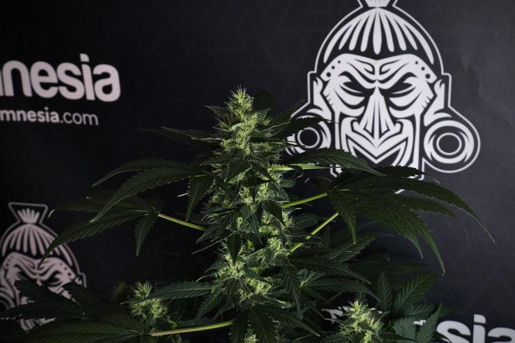 Pheno B Frosted Guava Auto By Zamnesia. Week 8 - Pheno B Frosted Guava Auto