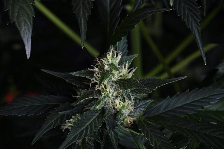 Pheno B Frosted Guava Auto By Zamnesia. Week 8 - Pheno B Frosted Guava Auto