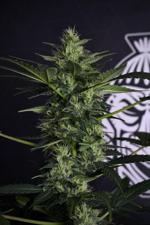 Pheno B Frosted Guava Auto By Zamnesia. Week 8 - Pheno B Frosted Guava Auto