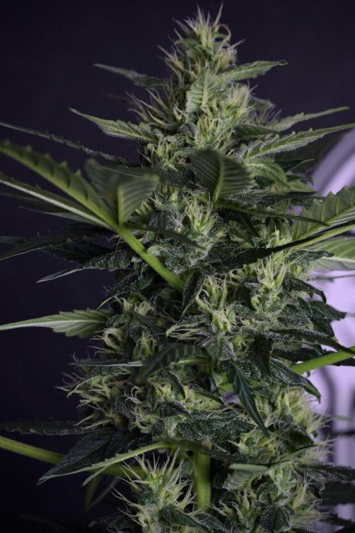 Pheno B Frosted Guava Auto By Zamnesia. Week 8 - Pheno B Frosted Guava Auto